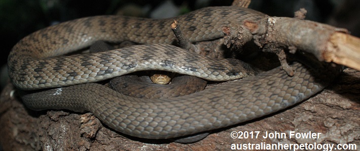 ough-scaled Snake